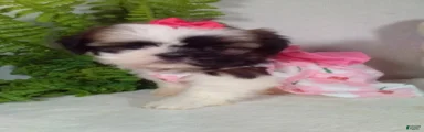 Alexa