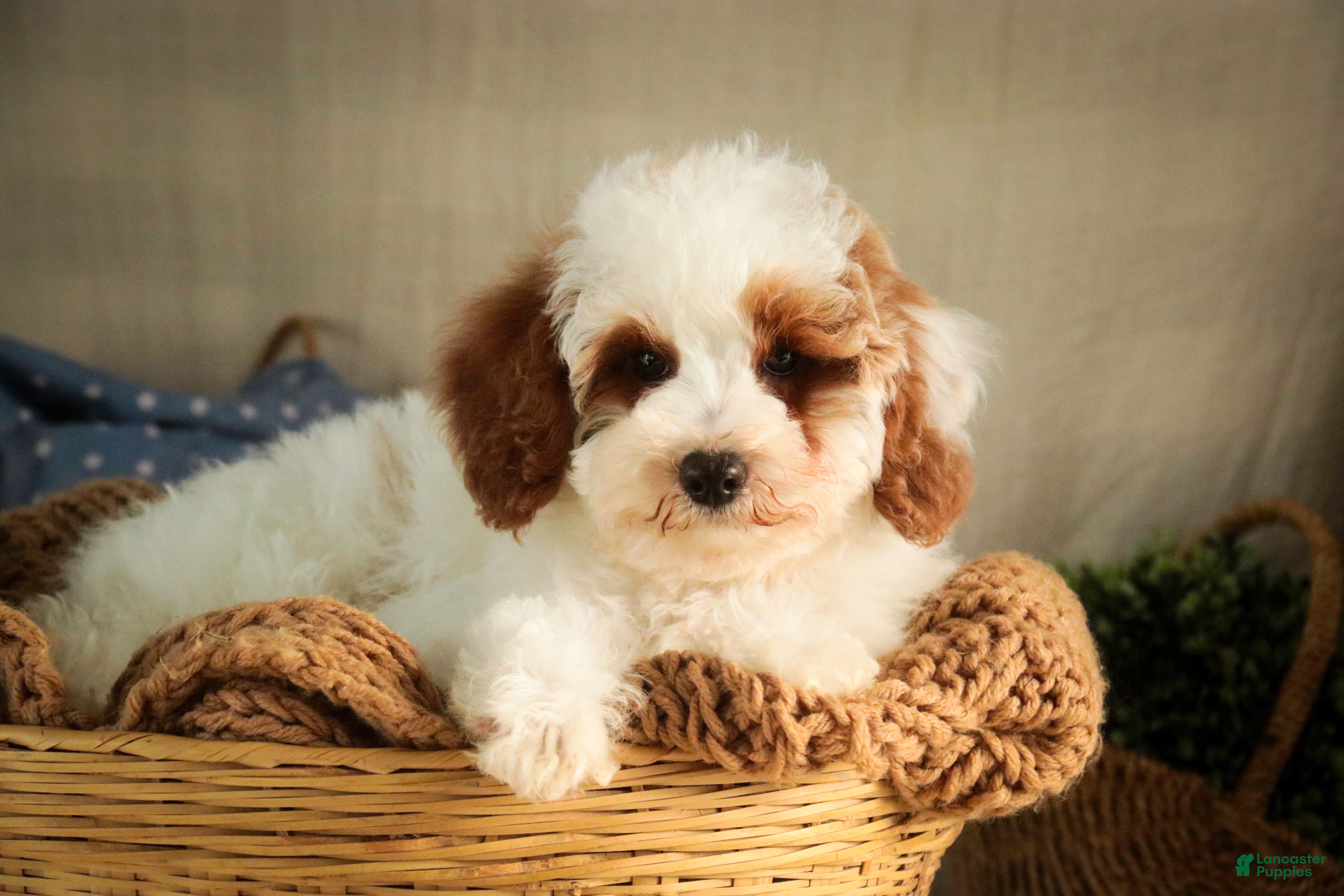 Miniature Poodle dogs Rozz - Ad 2