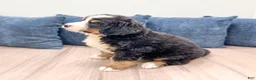 Bernese Mountain Dog dogs for sale: Cammie - Ad 3
