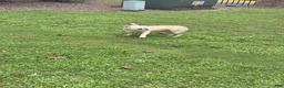French Bulldog dogs for sale: French Bulldog 1 - Ad 4