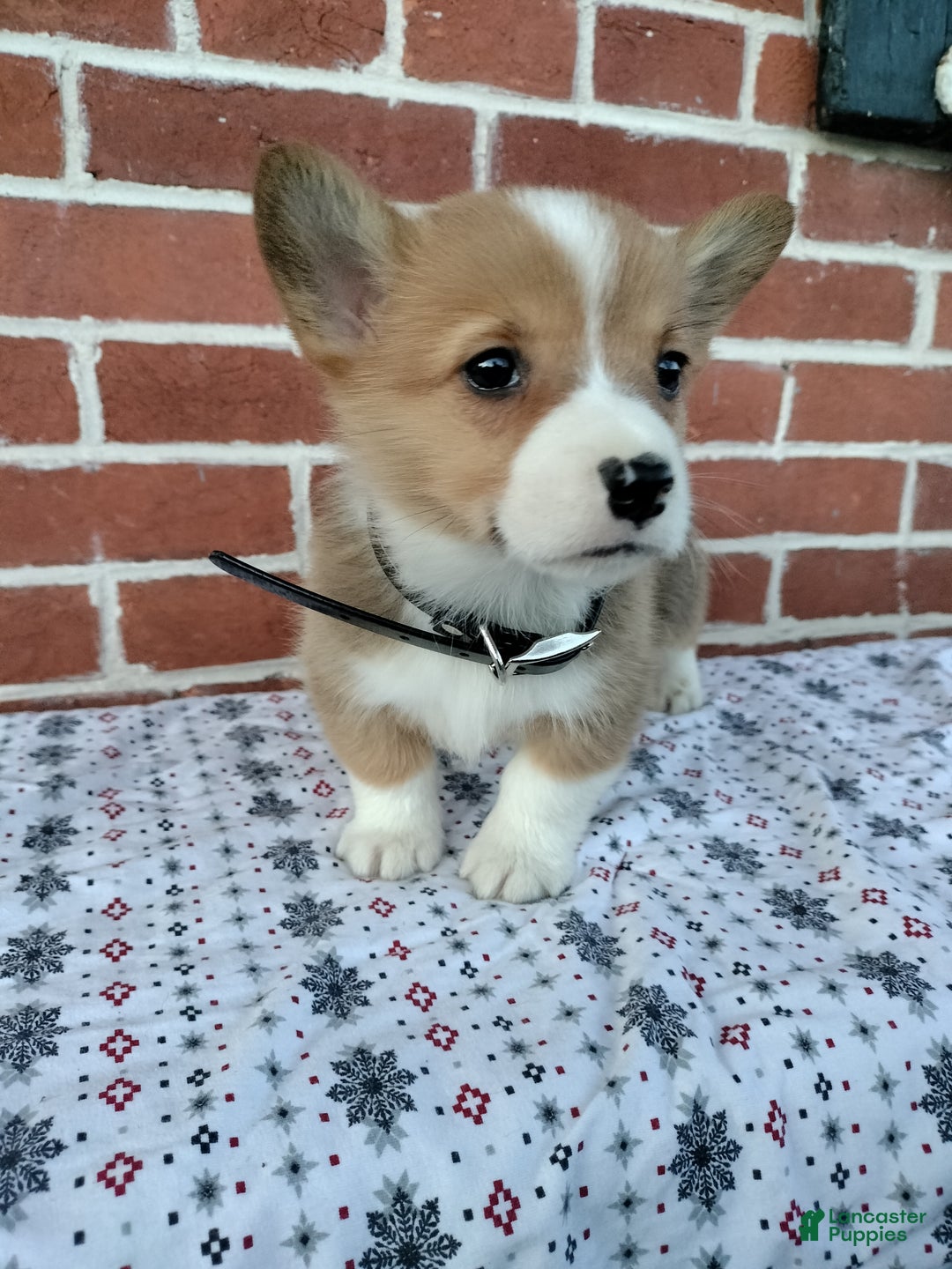 Welsh Corgi Pembroke dogs for sale: Murphy  - Ad 4