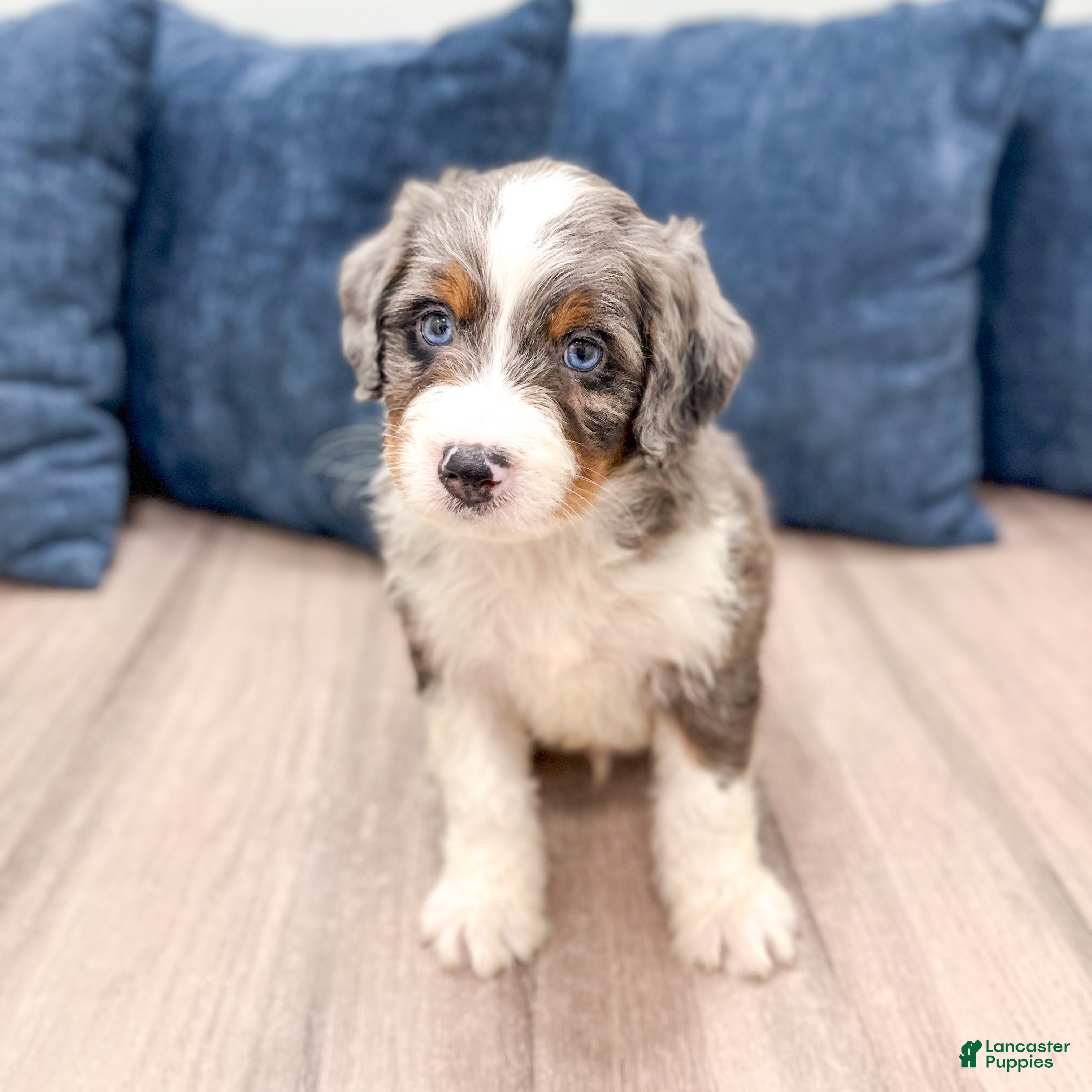 Mini Bernedoodle dogs Tyler - Ad 1