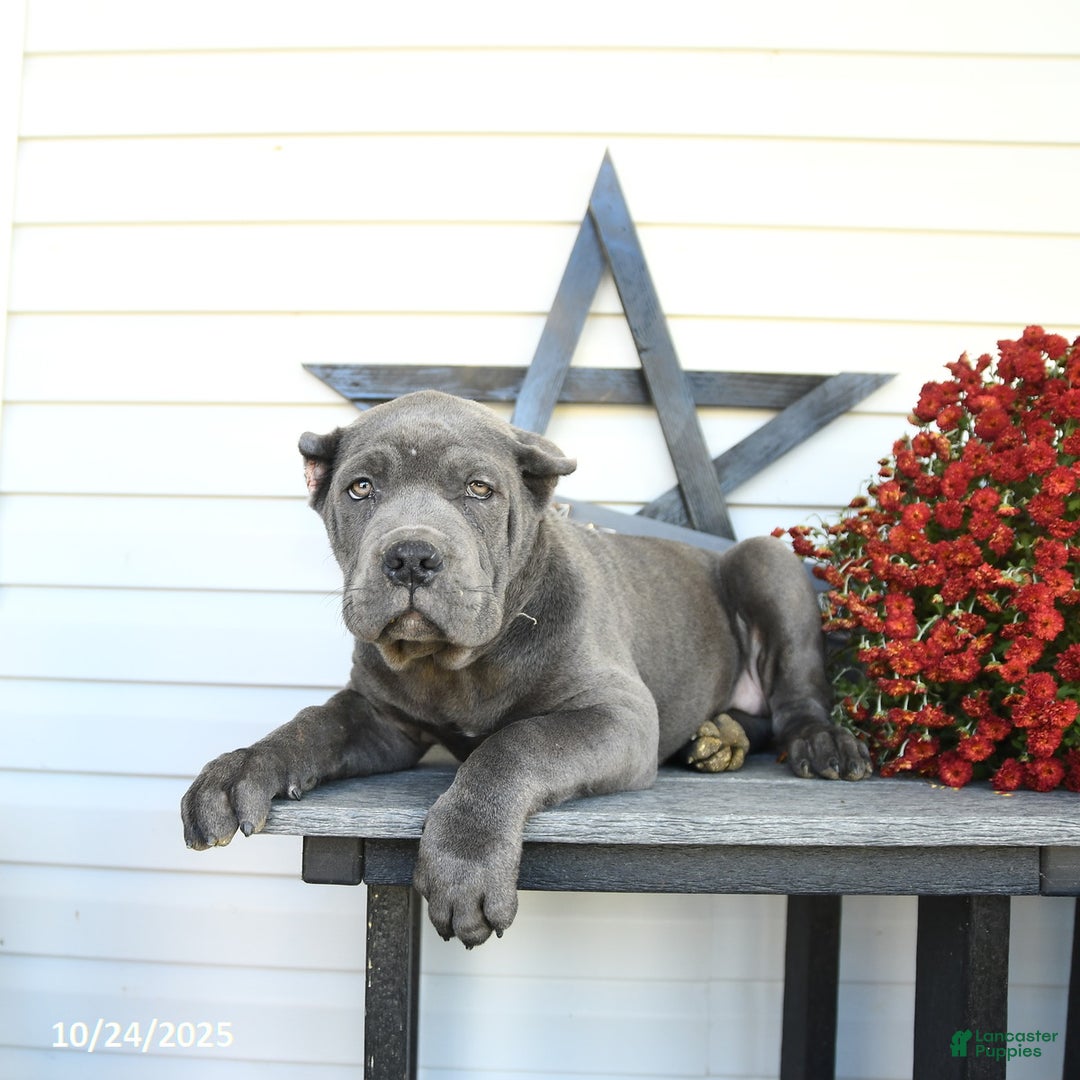 Cane Corso dogs for sale: Parker - Ad 8