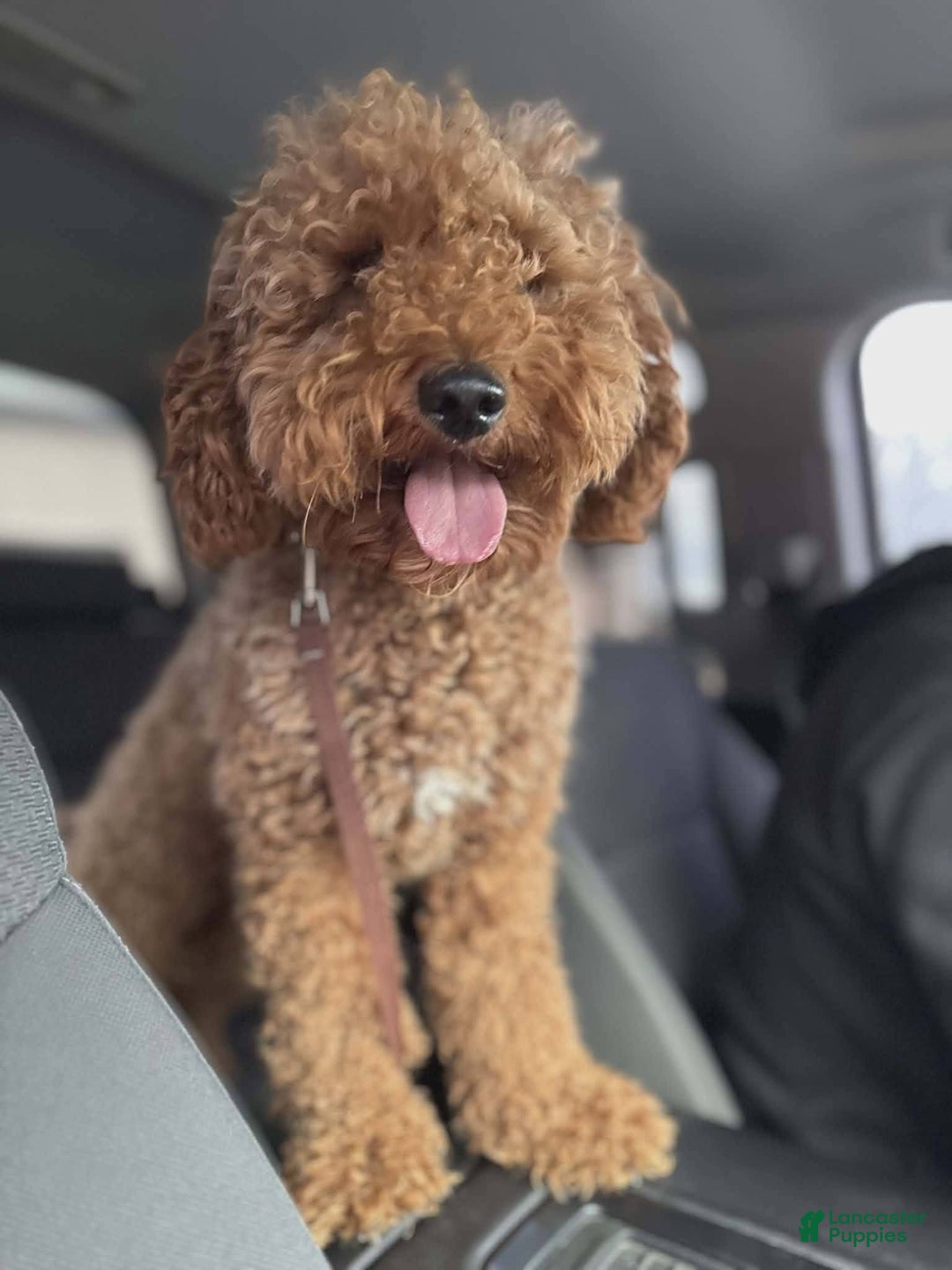 Goldendoodle dogs for sale: Benji  - Ad 6