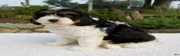 Cavapoo dogs for sale: Irena - Ad 4