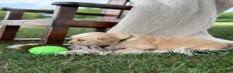 Golden Retriever dogs for sale: Savannah - Ad 2
