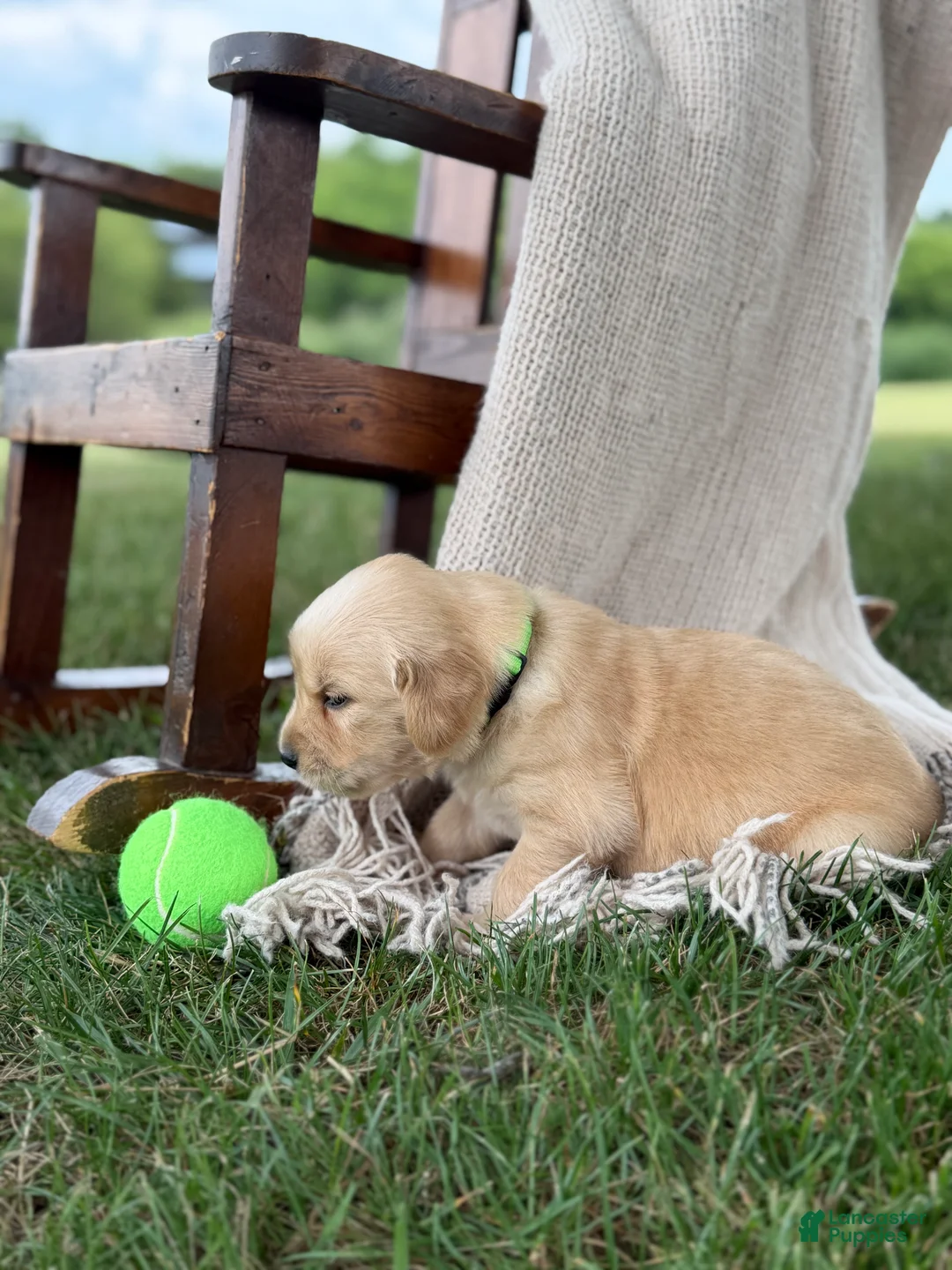 Golden Retriever dogs for sale: Savannah - Ad 2