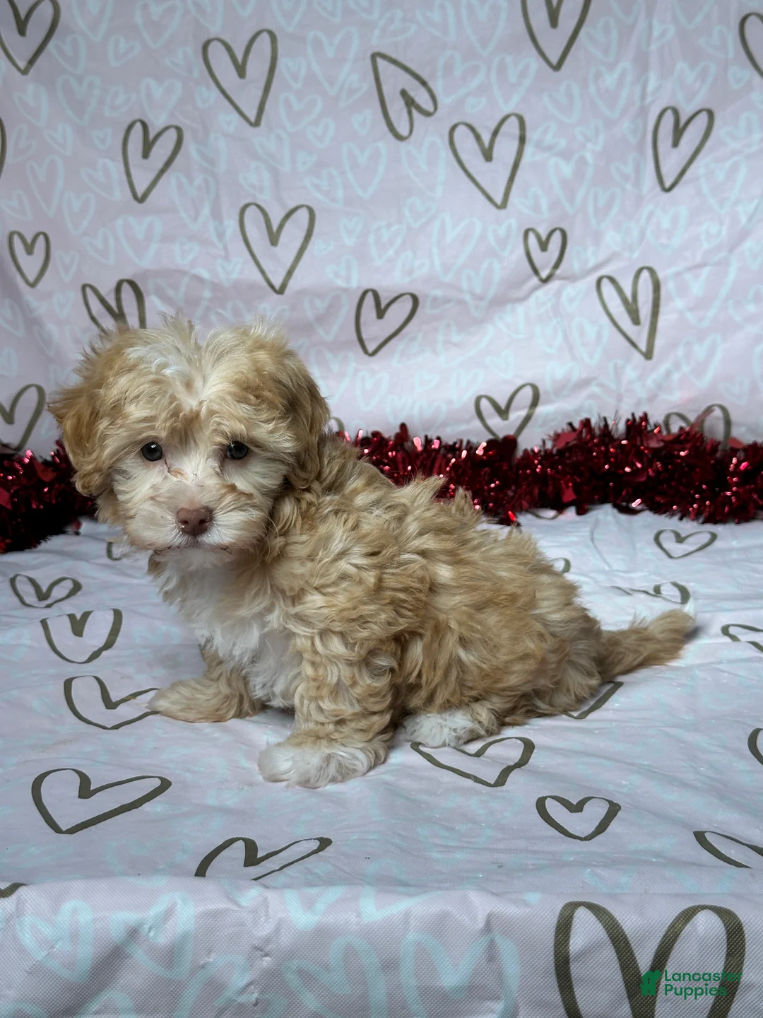 Havapoo dogs for sale: Reed - Ad 2