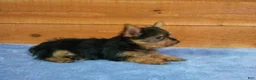 Yorkshire Terrier dogs for sale: Tyler - Ad 4