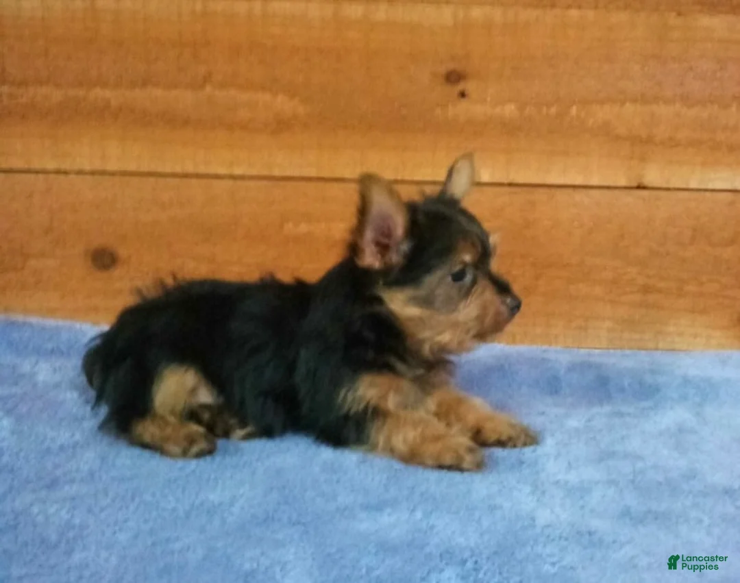 Yorkshire Terrier dogs for sale: Tyler - Ad 4