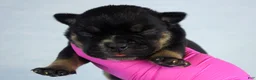 American Bully dogs for sale: Black Tri Female - Ad 3