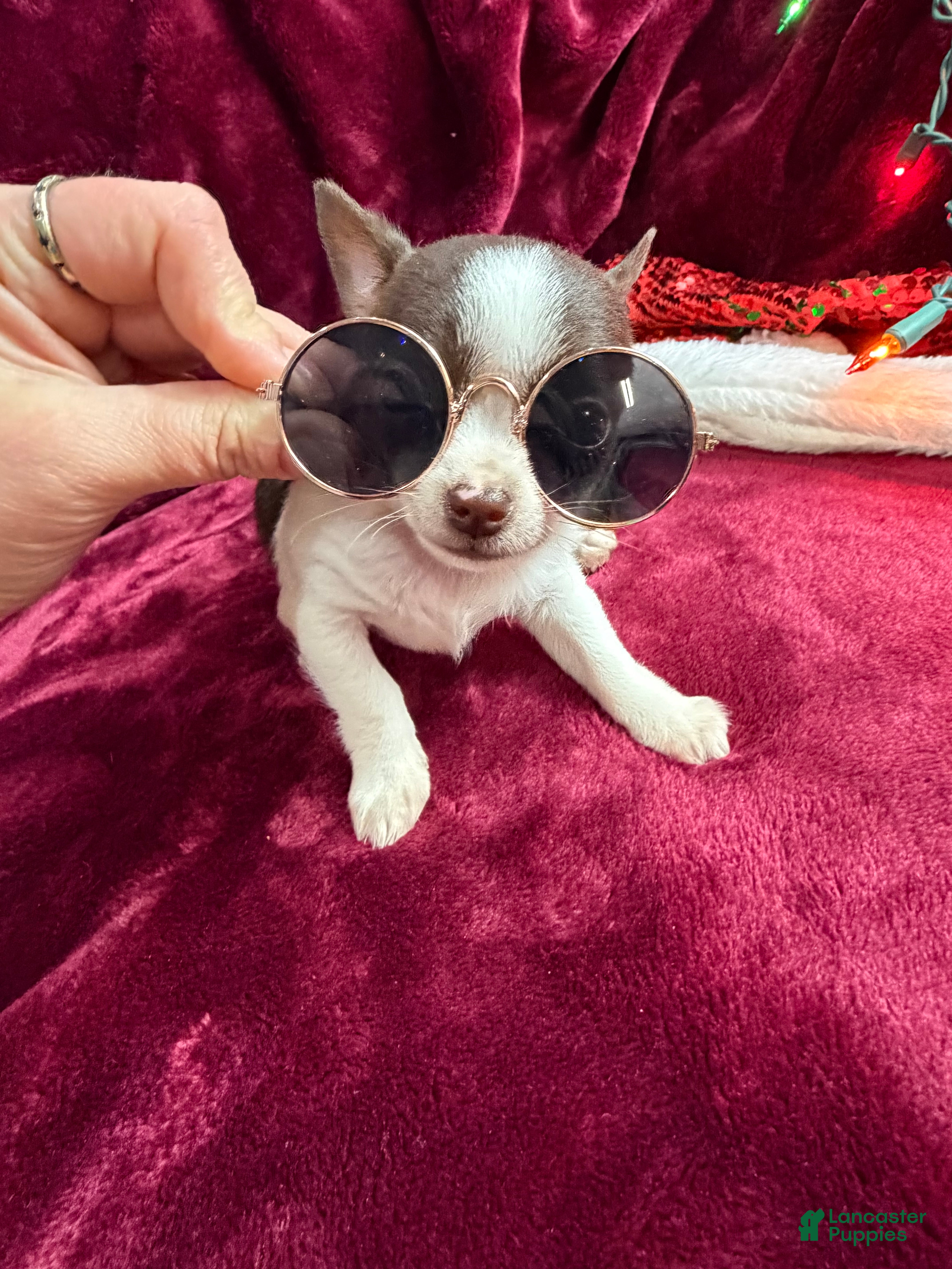 Chihuahua dogs Lola - Ad 40