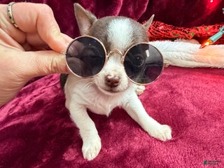 Chihuahua dogs Lola - Ad 40