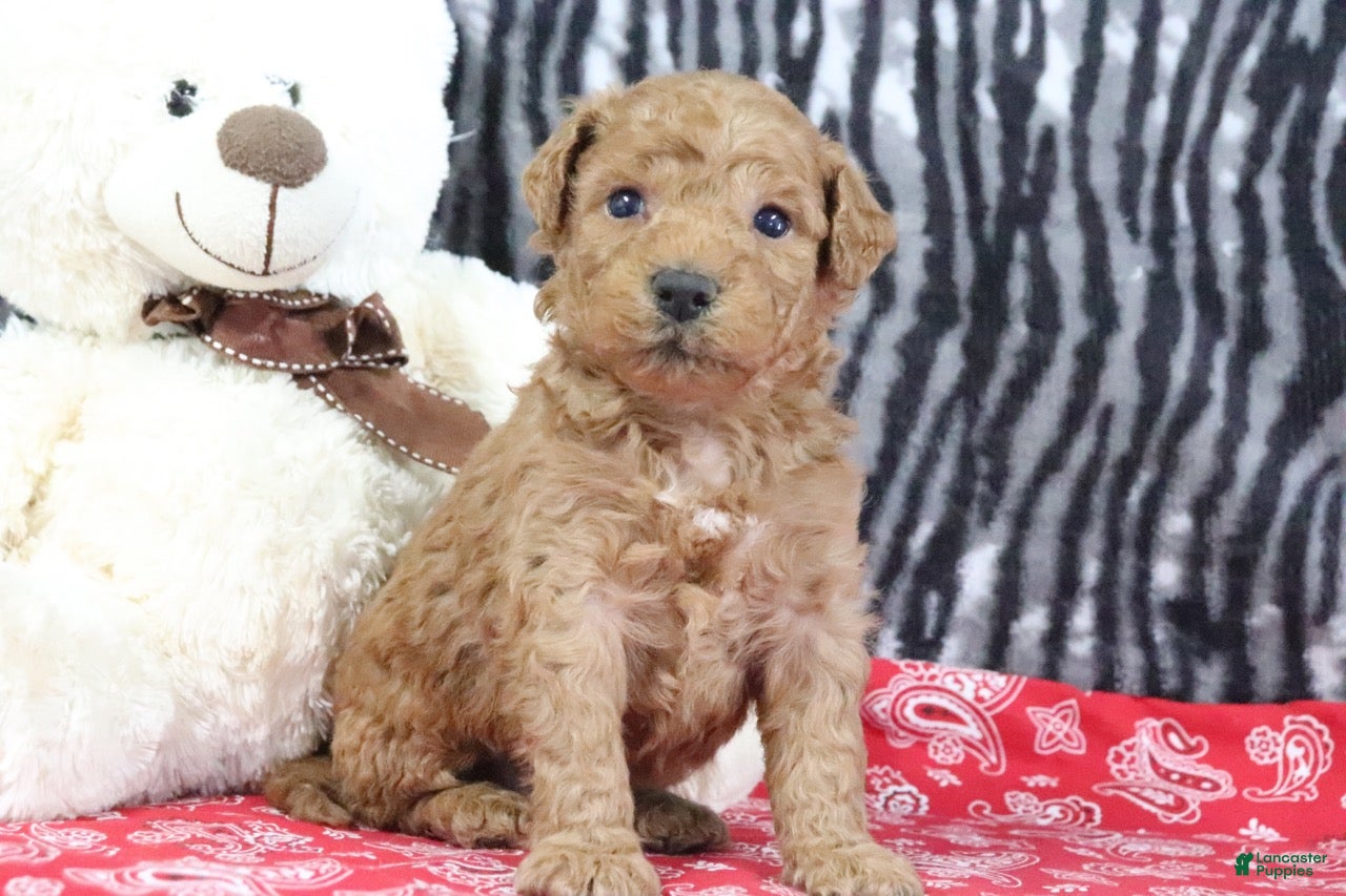 Mini Goldendoodle dogs Marshall - Ad 2