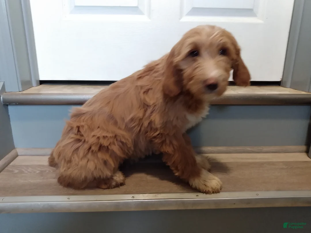 Mixed Breed dogs for sale: Mindy - Ad 1