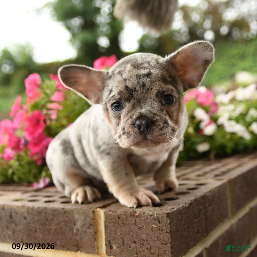French Bulldog dogs for sale: Peter - Ad 4