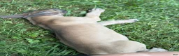 Great Dane dogs for sale: Great Dane 2 - Ad 3