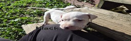 Dogo Argentino dogs for sale: Dogo Argentino Puppy 3 - Ad 3