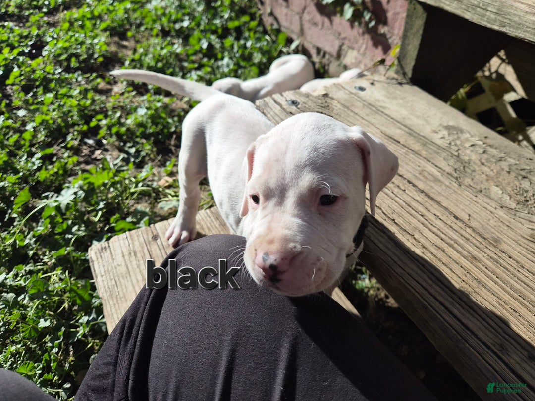 Dogo Argentino dogs for sale: Dogo Argentino Puppy 3 - Ad 3