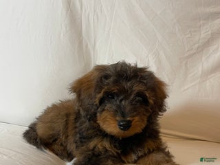 Mini Aussiedoodle dogs - Ad 2