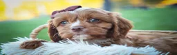 Cavapoo dogs for sale: CHARLIE - Ad 6