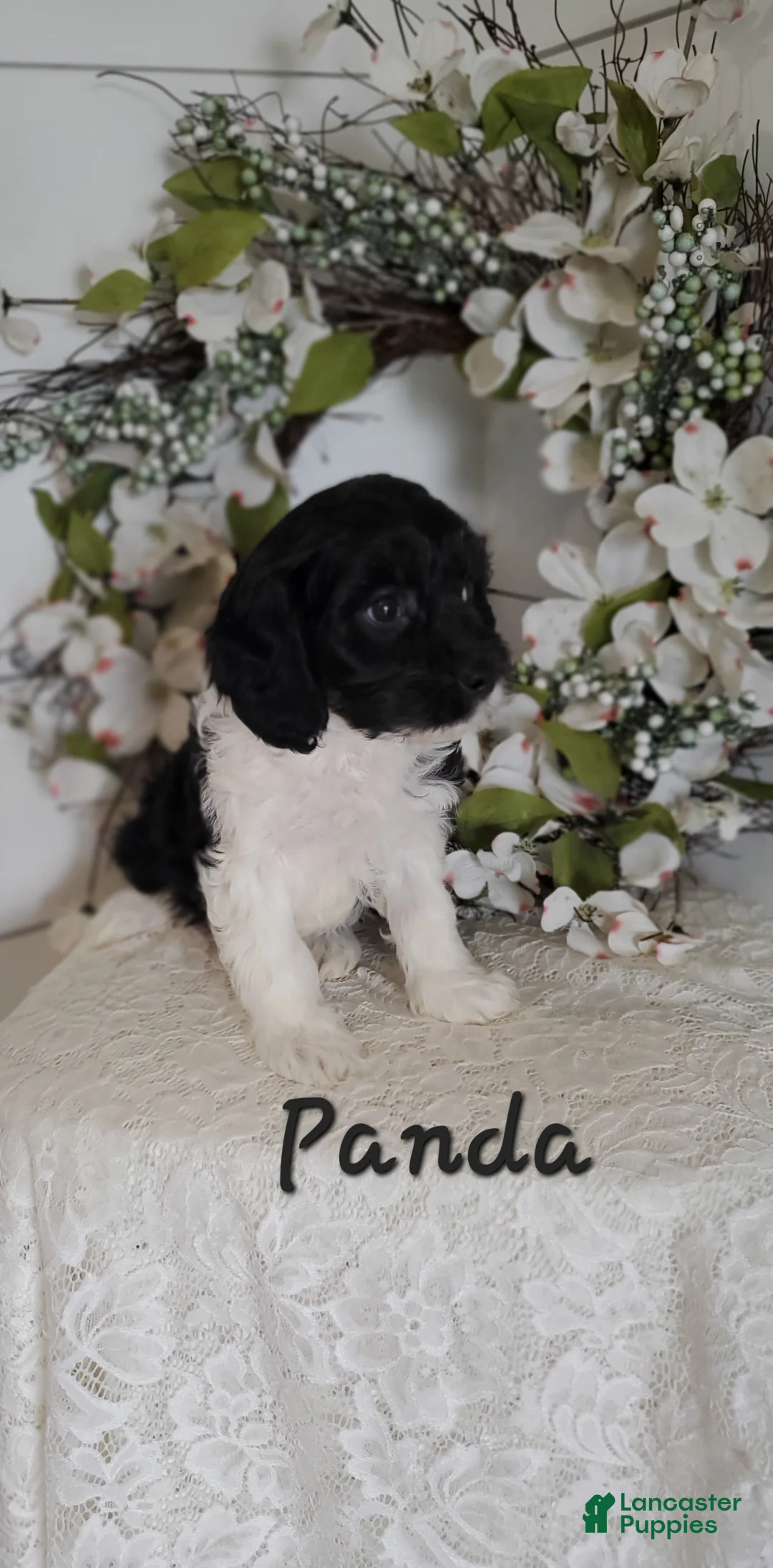 Cavapoo dogs for sale: Panda - Ad 2