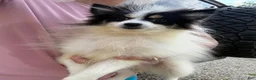 Pomsky dogs for sale: Trey - Ad 7