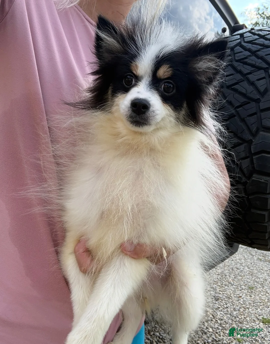 Pomsky dogs for sale: Trey - Ad 7
