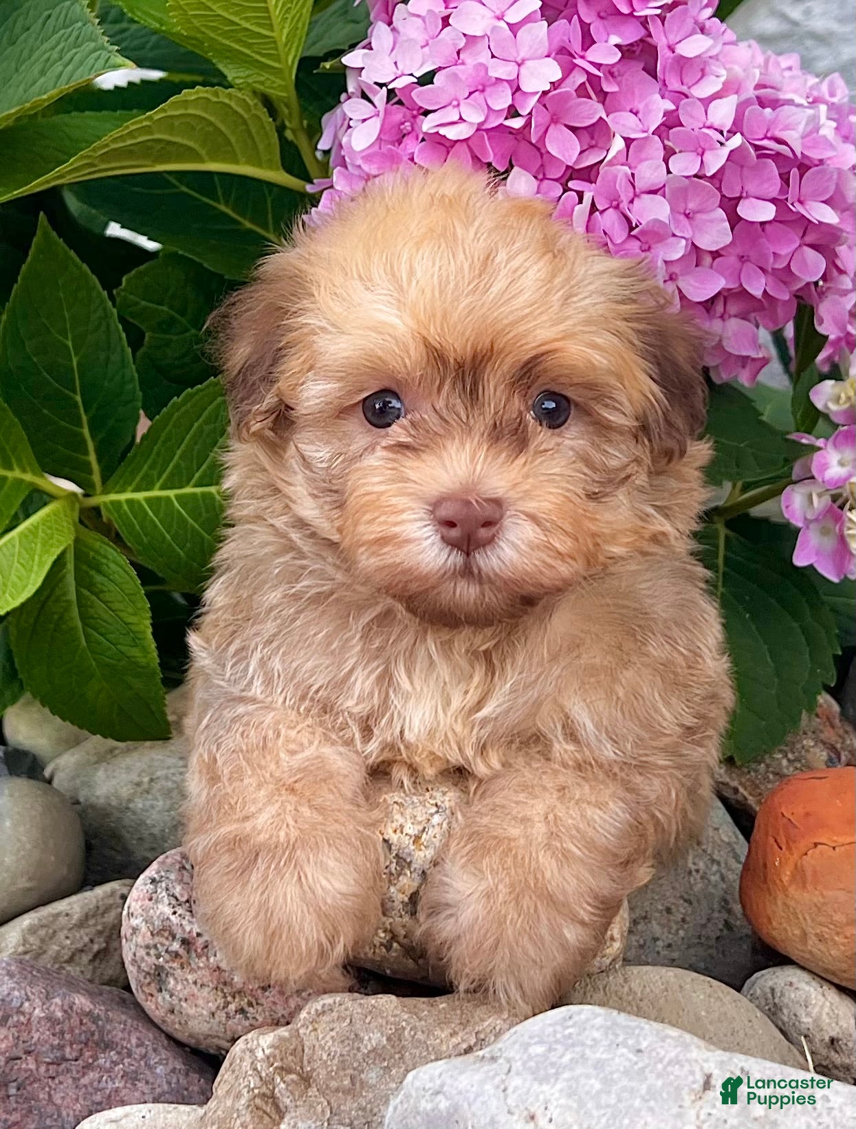 Havanese dogs Oscar - Ad 1