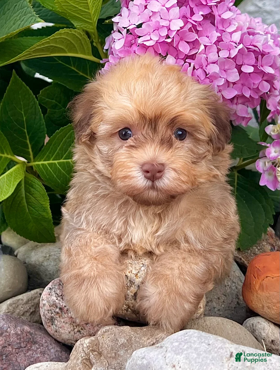 Havanese dogs for sale: Oscar - Ad 1