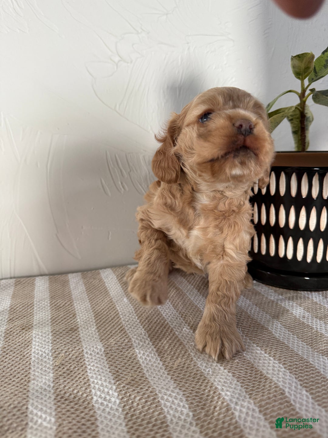Cocker Spaniel dogs for sale: Daisy - Ad 9