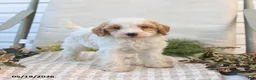 Mini Goldendoodle dogs for sale: Mason - Ad 2