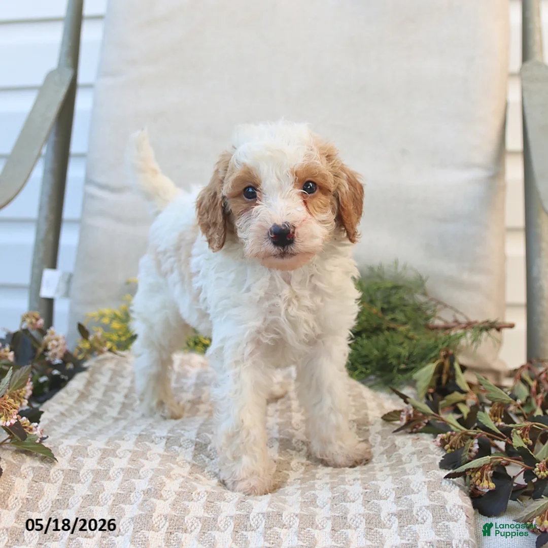 Mini Goldendoodle dogs for sale: Mason - Ad 2