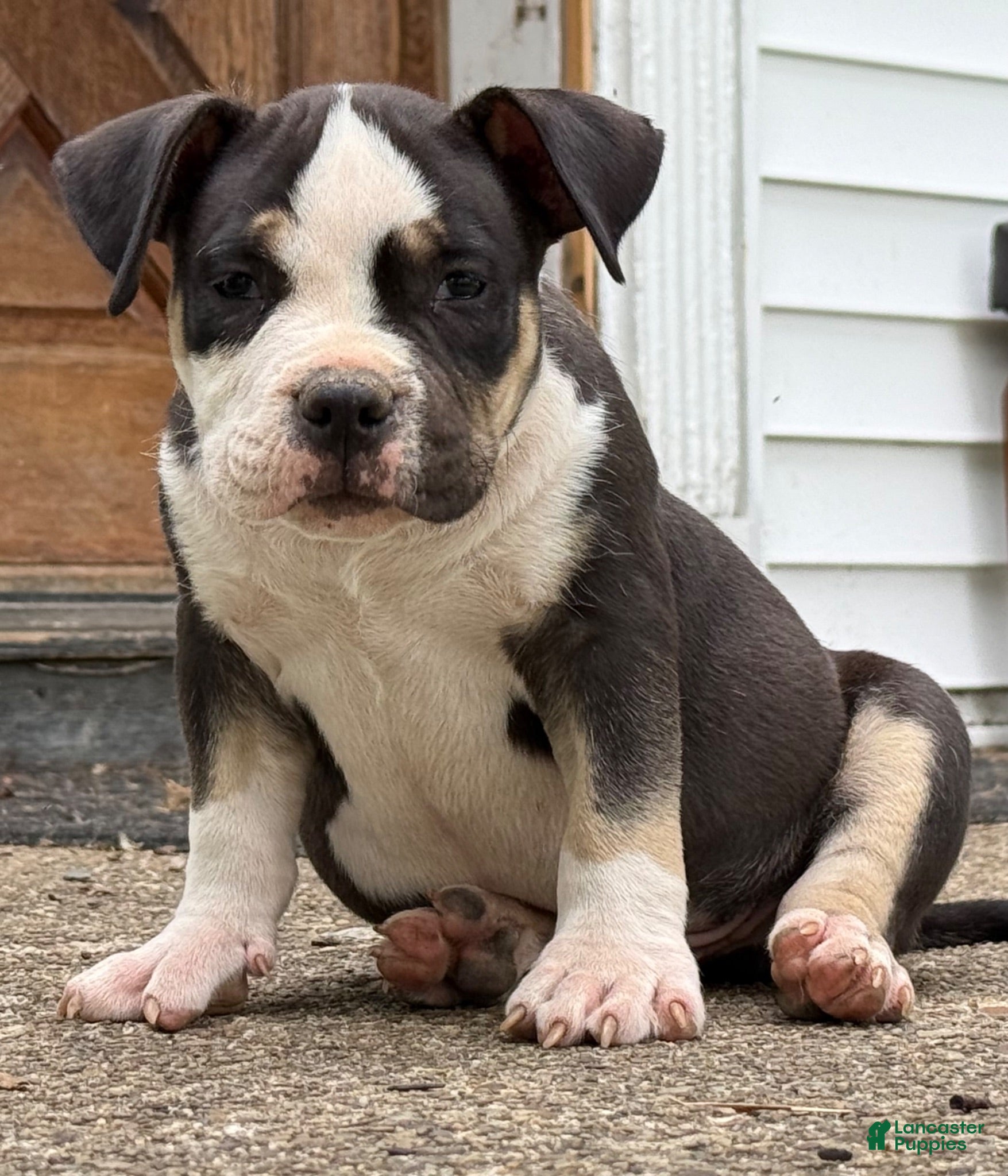 American Bully dogs Black tri male  - Ad 1