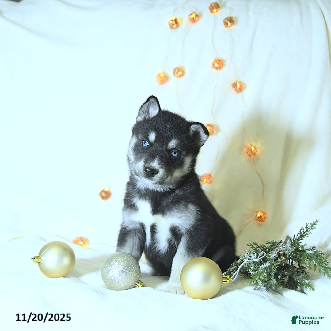 Siberian Husky dogs for sale: Willow - Ad 1