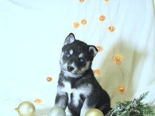 Siberian Husky dogs Willow - Ad 40