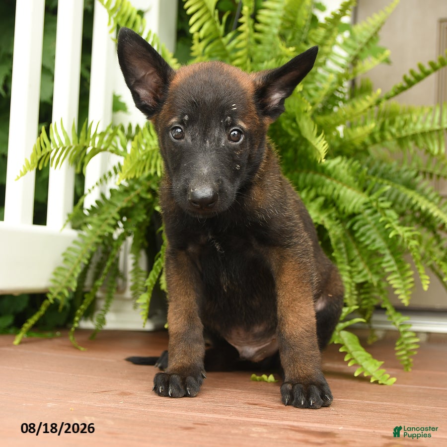Belgian Malinois dogs UmI - Ad 1