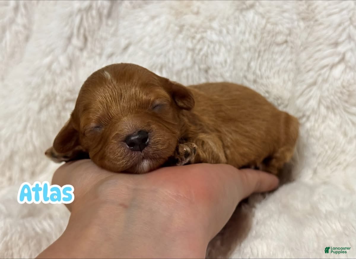 Cavapoo dogs Atlas - Ad 11
