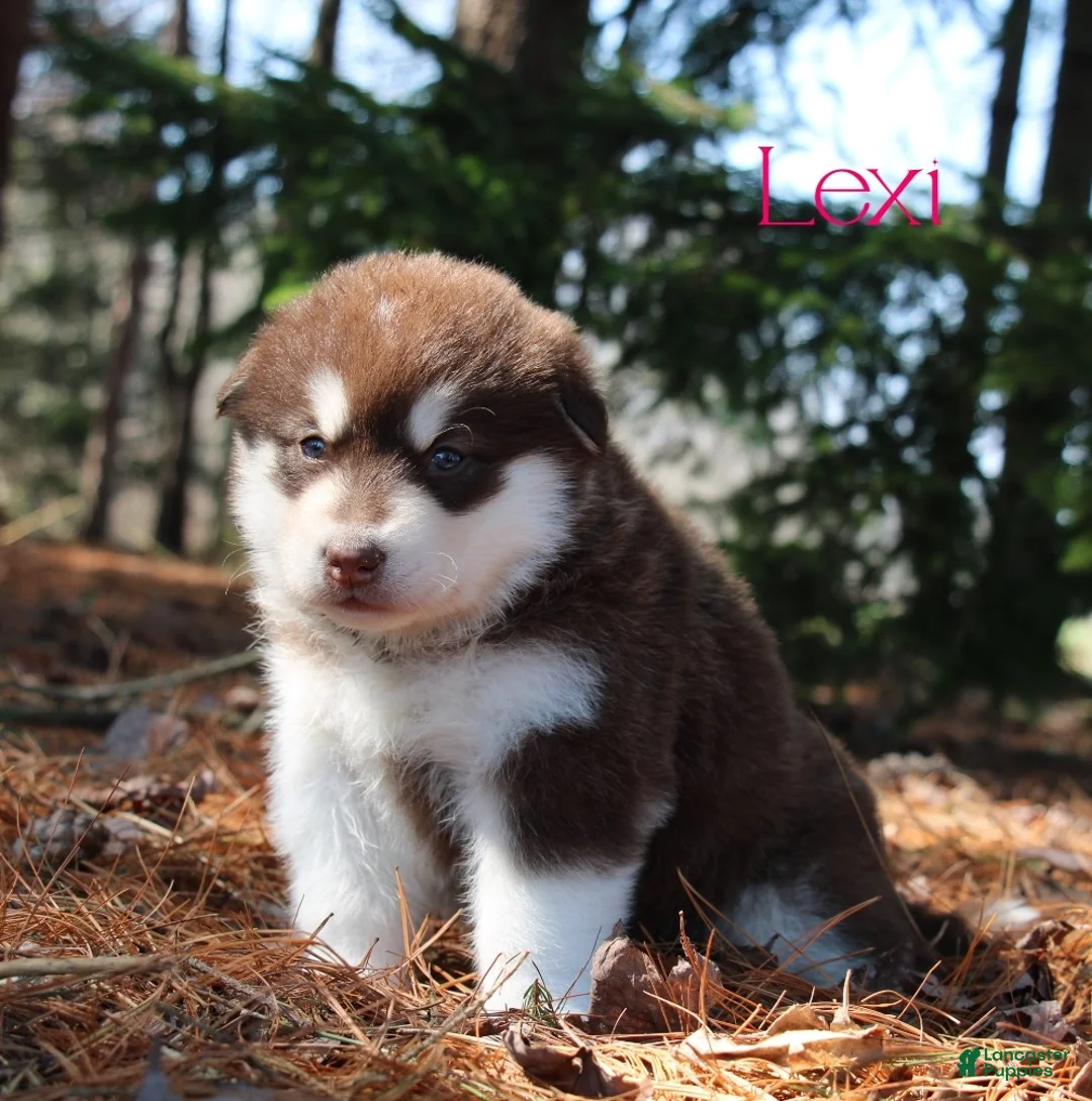 Alaskan Malamute dogs for sale: Lexi - Ad 1