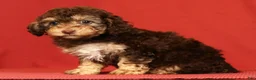 Miniature Poodle dogs for sale: Chrissy - Ad 2
