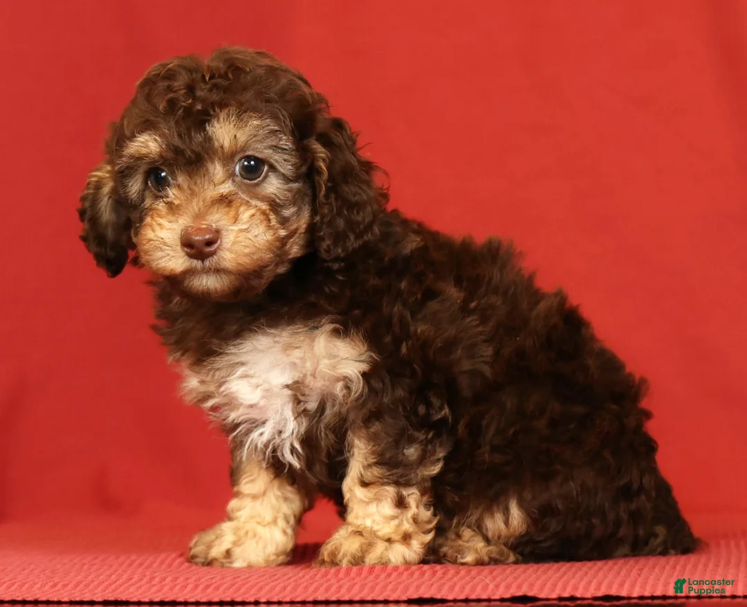 Miniature Poodle dogs for sale: Chrissy - Ad 2
