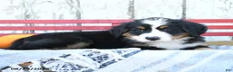 Bernese Mountain Dog dogs for sale: Daisy - Ad 3