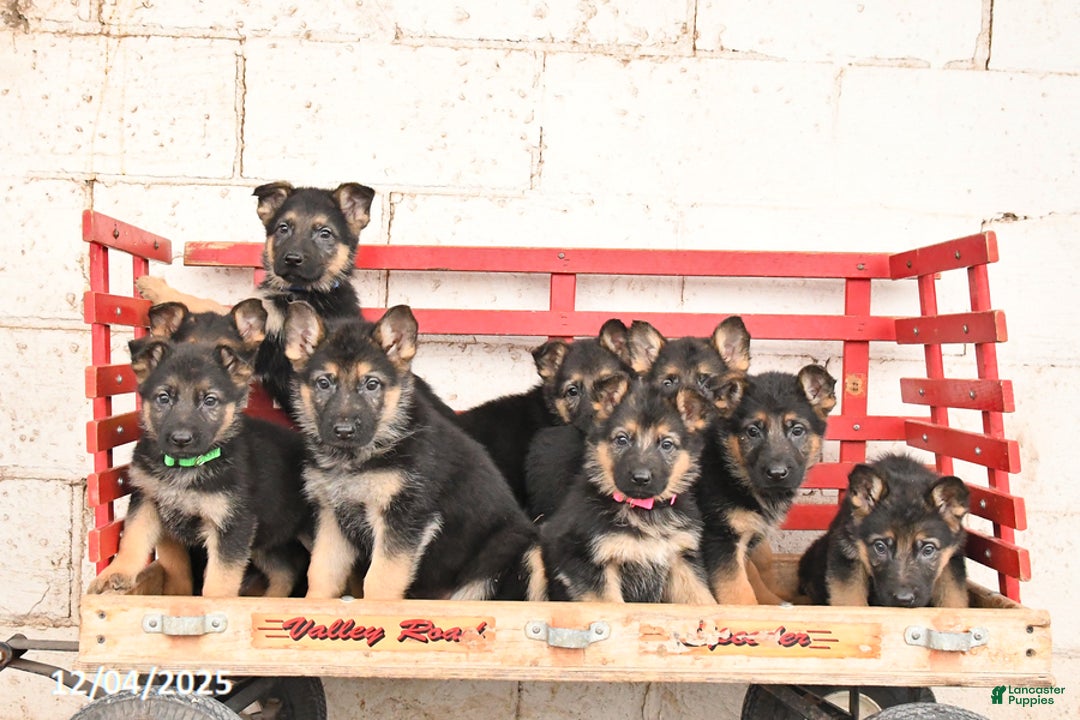 German Shepherd dogs for sale: Peppermint - Ad 2