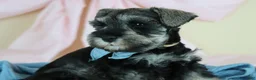 Miniature Schnauzer dogs for sale: Robbie | Miniature Schnauzer  - Ad 11