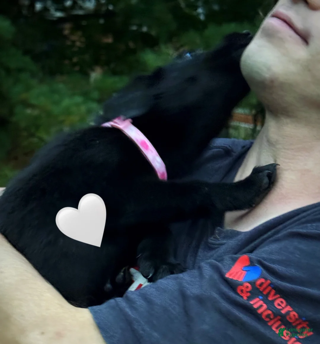 Labrador Retriever dogs for sale: Labrador Retriever 1 - Ad 16