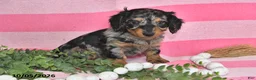 Miniature Dachshund dogs for sale: Gene - Ad 3