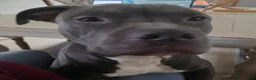 American Pit Bull Terrier dogs for sale: American Pit Bull Terrier 1 - Ad 2