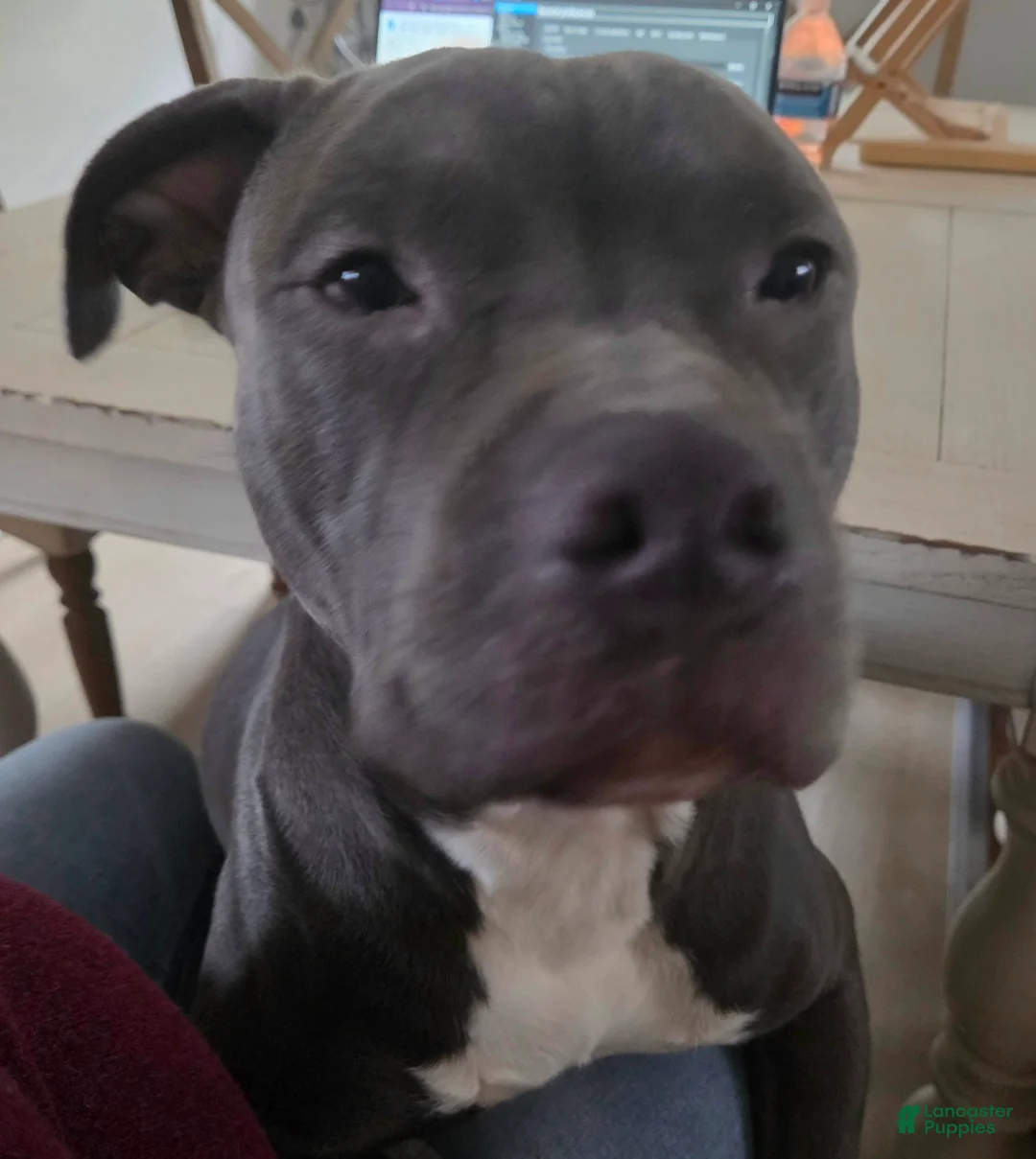 American Pit Bull Terrier dogs for sale: American Pit Bull Terrier 1 - Ad 2