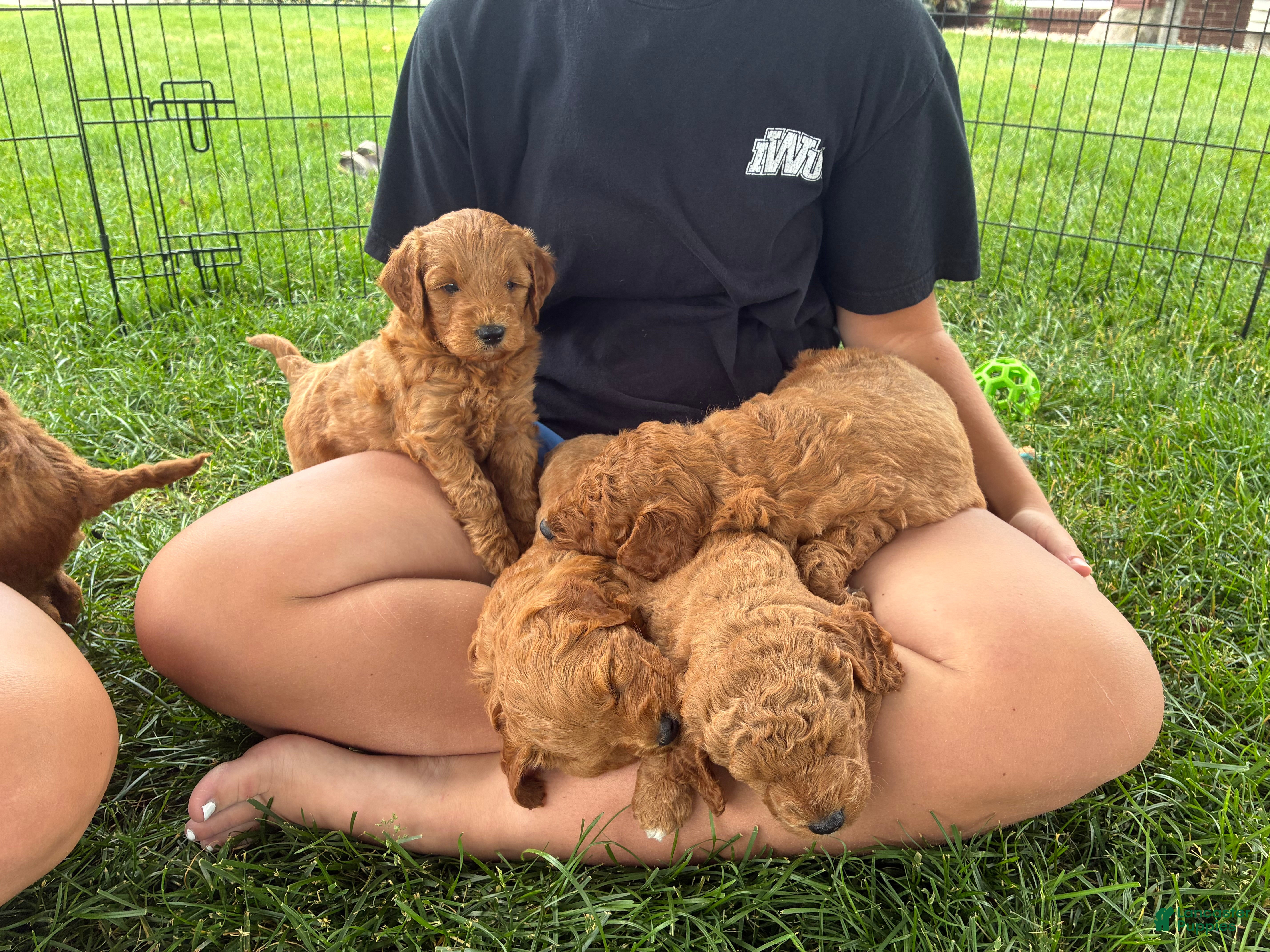 Mini Goldendoodle dogs Mini Goldendoodle “Milo” - Ad 2