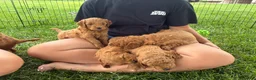 Mini Goldendoodle dogs for sale: Mini Goldendoodle “Milo” - Ad 2